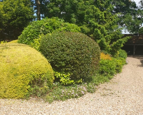 Hedge Trimming