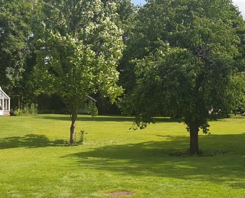 kurco-lawn-trees-overview